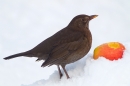 Female Blackbird 2. Dec.'10.