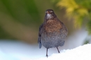Female Blackbird 3. Dec. '10.
