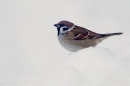 Tree Sparrow. Dec. '10.