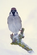 Tree Sparrow 2. Dec.'10.