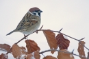 Tree Sparrow 3. Dec. '10.