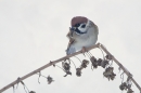 Tree Sparrow,scratching. Dec.'10.