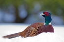 Cock Pheasant in snow. Dec. '10.