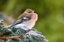 Male Chaffinch,fluffed out. Dec. '10.