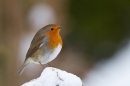 Robin on snowy post. Dec. '10.