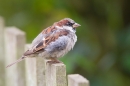 Male House Sparrow on fence. Sept. '14.