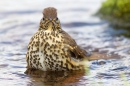 Song Thrush in pond. Oct. '14.