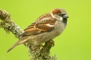 Male House Sparrow. Jan.'15.