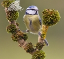 Blue tit between mossy ash forked branch. Feb.'15.