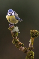 Blue tit on top of mossy ash branch. Feb.'15.