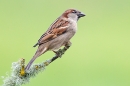 House Sparrow m on lichen twig. Feb.'15.