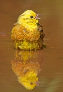 Yellowhammer m. and reflection. June. '15.