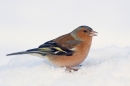 Male Chaffinch in snow. Feb. '16.