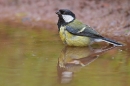 Great tit and reflection.May.'16.