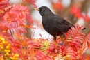 Male Blackbird on rowan 2. Nov. '16.