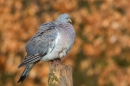 Wood Pigeon on post. Feb '17.