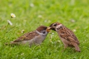 Tree Sparrow feeds youngster on lawn. June '17.