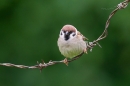 Tree Sparrow on barbed wire 2. June '17.