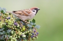 Tree Sparrow, June '17.