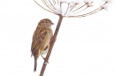 Female House Sparrow on snowy stem 1. Dec '17.