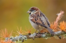 House Sparrow on larch. Nov '18.
