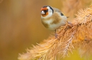 Goldfinch on larch. Nov '18.