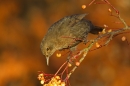 Female Blackbird on rowan 3. Dec '18.