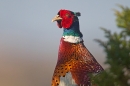 Cock Pheasant on my garden fence. Mar '20.