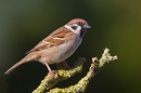 Tree Sparrow. Apr. '20.
