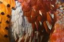 Cock Pheasant feather detail 2. Apr. '20