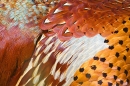 Cock Pheasant feather detail. Apr. '20.