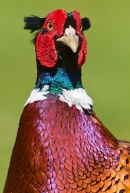 Cock Pheasant portrait. Apr '20.