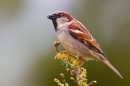 Male House Sparrow on budding lichen twig. Apr. '20.