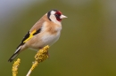 Goldfinch on yellow lichen twig. Apr. '20.