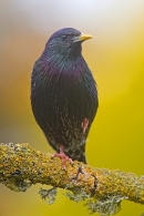 Starling on yellow lichen branch 4. Apr. '20.