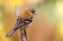 Male Chaffinch with heather daffodil background. Apr. '20.