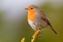 Robin on yellow lichen twig. Apr. '20.