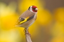 Goldfinch amid daffs. Apr. '20.