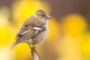 Female Chaffinch amid daffs. Apr. '20.