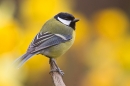 Great tit amid daffs. Apr. '20.