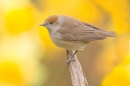 Female Blackcap amid daffs 2. Apr. '20.
