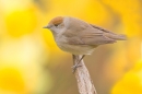 Female Blackcap amid daffs 2. Apr. '20.