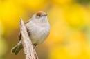 Female Blackcap amid daffs 1. Apr. '20.