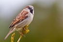 Male House Sparrow on yellow lichen twig. Apr. '20.