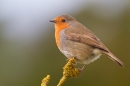 Robin on yellow lichen twig 2. Apr. '20.
