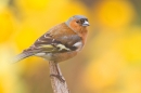 Male Chaffinch amid daffs. Apr. '20.