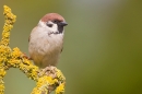 Tree Sparrow on yellow lichen twigs 2. Apr. '20.