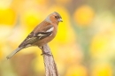 Male Chaffinch amid daffs 2. Apr. '20.