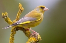 Male Greenfinch on yellow lichen twigs. Apr. '20.