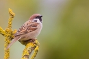 Tree Sparrow on yellow lichen twigs 1. Apr. '20.